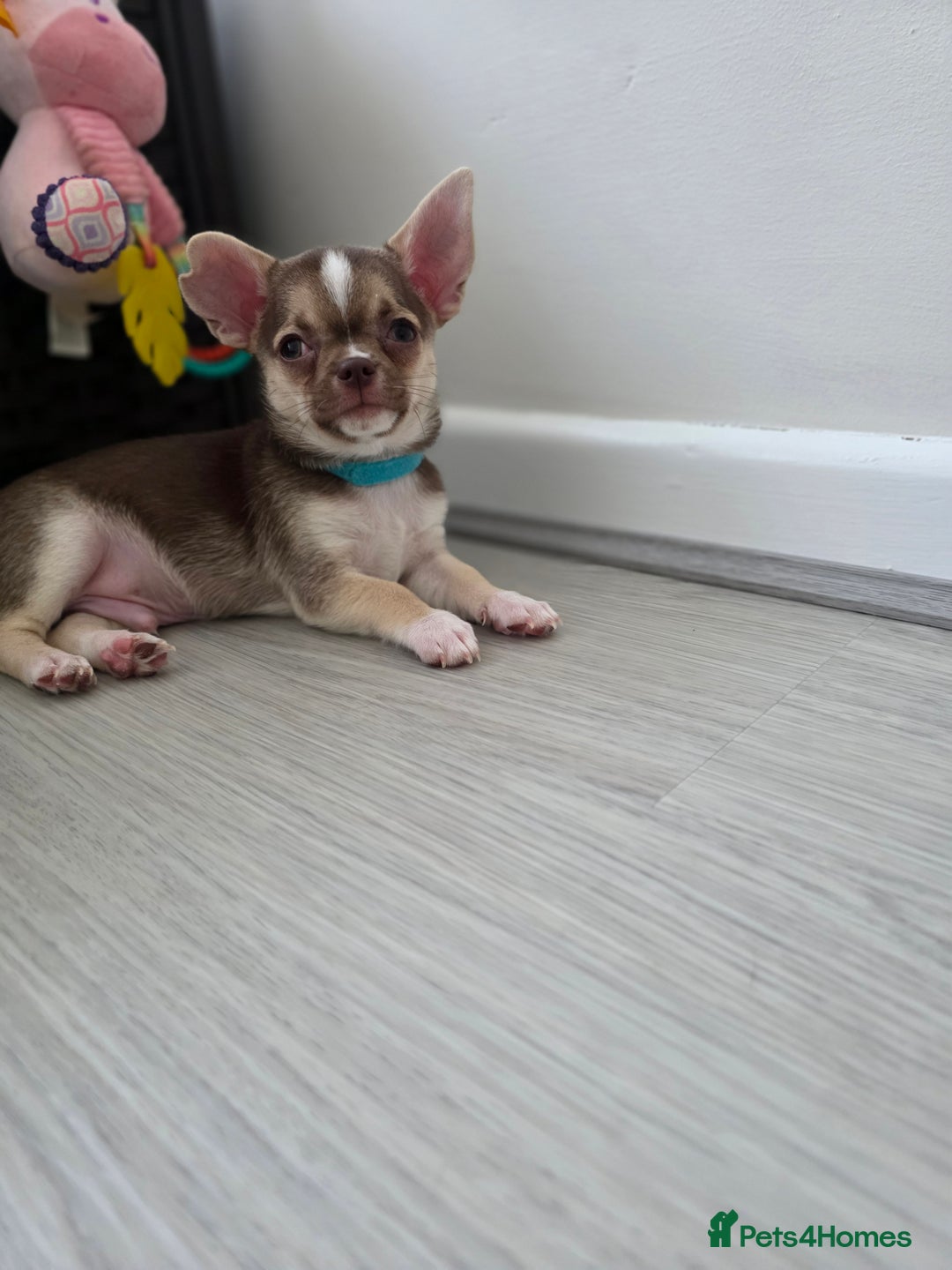 Chihuahua dogs for sale: Chihuahua Puppies 20TH  READY TO GO  - Advert 7