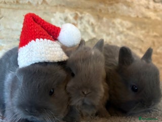 Netherland Dwarf rabbits Sweet Blue Netherland dwarf bunnies - Advert 4