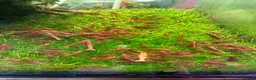 Shrimps fish for sale: Red cherry shrimp - Advert 3
