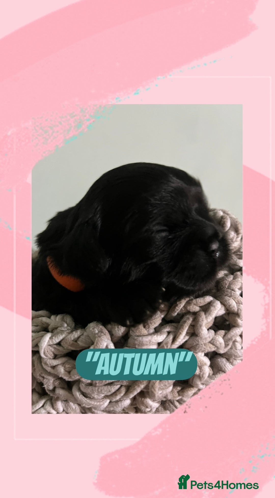 Shih Tzu dogs for sale: Shih Tzu Puppies (standard) - Image 5