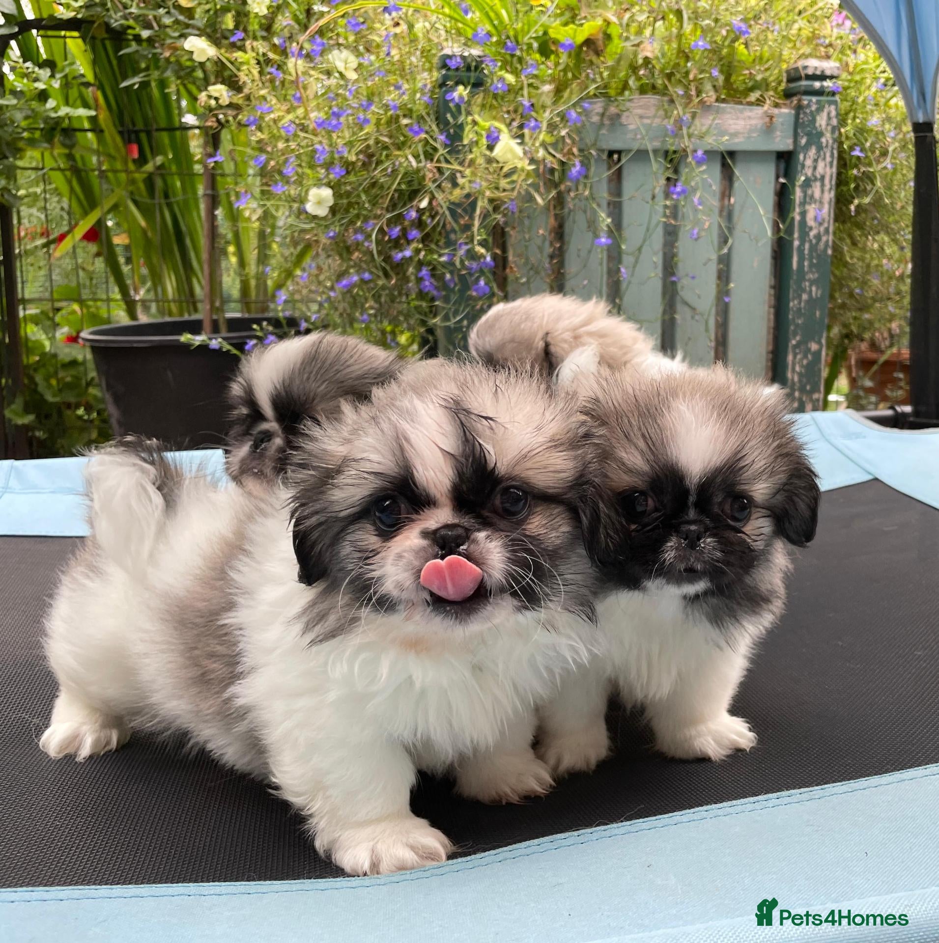 Pekingese dogs Beautiful Pekingese Puppies 🐾🐾 - Advert 2