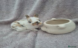 Rex rabbits for sale: Mini rex babies available  - Image 3