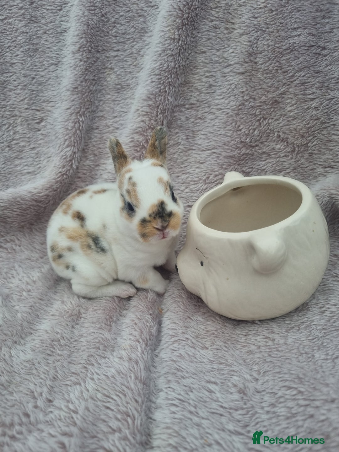 Rex rabbits for sale: Mini rex babies available  - Image 3