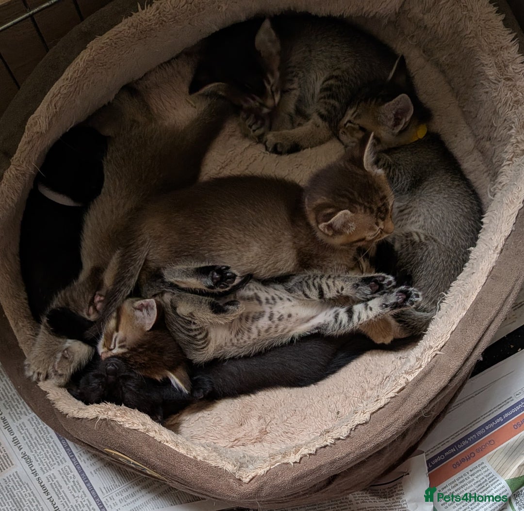 Burmese cats for sale: Burmese Cross Kittens - Image 6