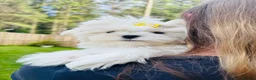 Maltese dogs for sale: 🏆KC🏆Ready Now 🧸Korean Maltese boy 💎 - Advert 5