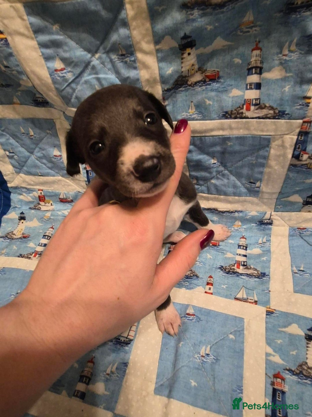 Whippet dogs for sale: Stunning KC Whippet Puppies for Sale - Advert 2