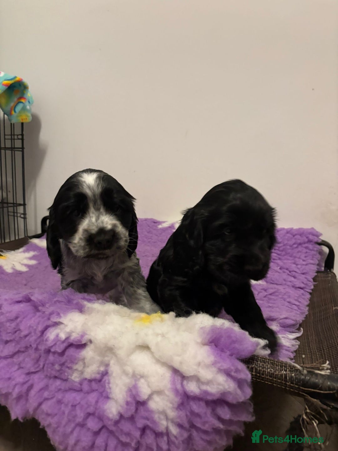 Cocker Spaniel dogs for sale: Gorgeous black boy looking for his forever family - Advert 4