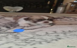 Shih Tzu dogs for sale: Home Raised Shih Tzu Puppies. - Image 1