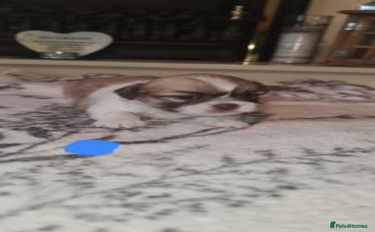 Shih Tzu dogs - Advert 13