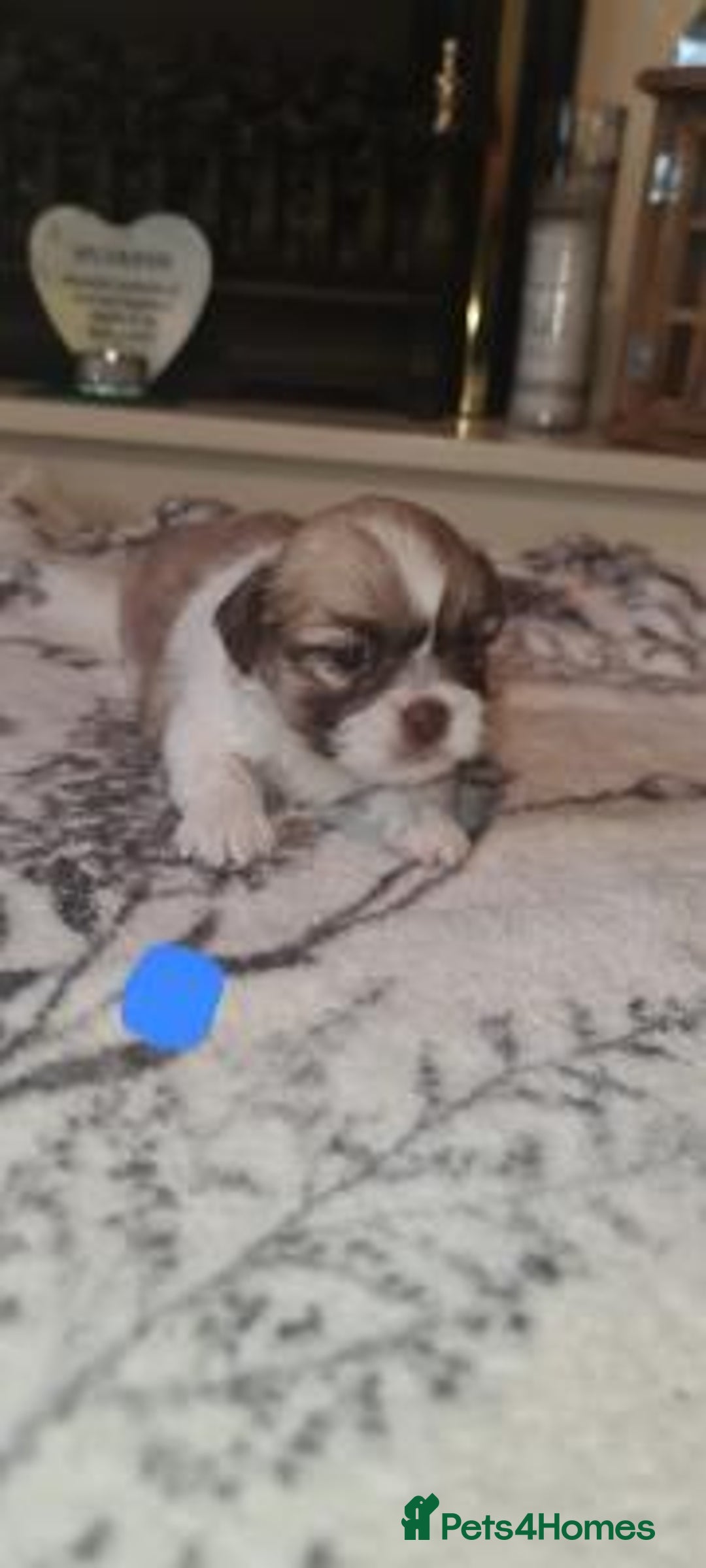 Shih Tzu dogs for sale: Home Raised Shih Tzu Puppies. - Image 1