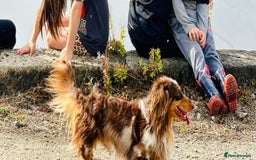 Dachshund dogs for stud: Long haired dachshund stud boys  in Leeds - Image 31