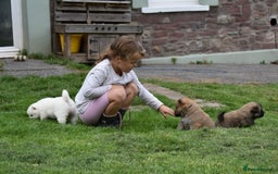 Siberian Husky dogs for sale: Beautiful Chowski puppies  - Image 28