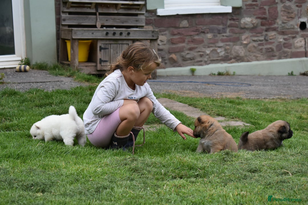Siberian Husky dogs for sale: Beautiful Chowski puppies  - Image 28