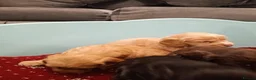 Cockapoo dogs for sale: Outstanding F1 cockapoo - Advert 4