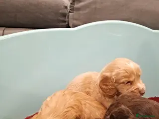 Cockapoo dogs Outstanding F1 cockapoo - Advert 8