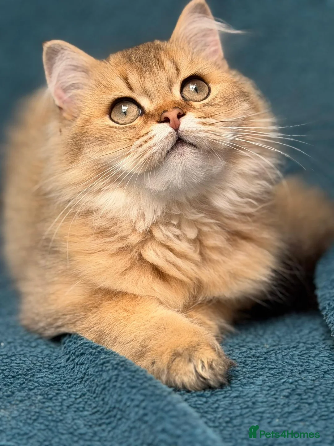 British Longhair cats for sale: ✨TICA REGISTERED GOLDEN LONGHAIR KITTENS✨ - Advert 14