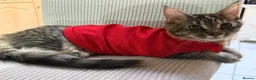 Maine Coon cats for sale: Mainecoone female kitten  in Romford - Advert 5