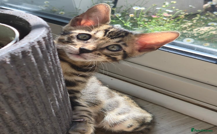 Bengal cats for sale - Advert 1