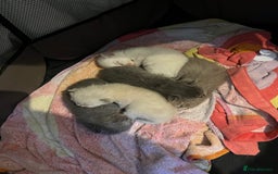 Mixed Breed cats for sale: Beautiful Ragdoll x BSH kittens for sale! - Image 28