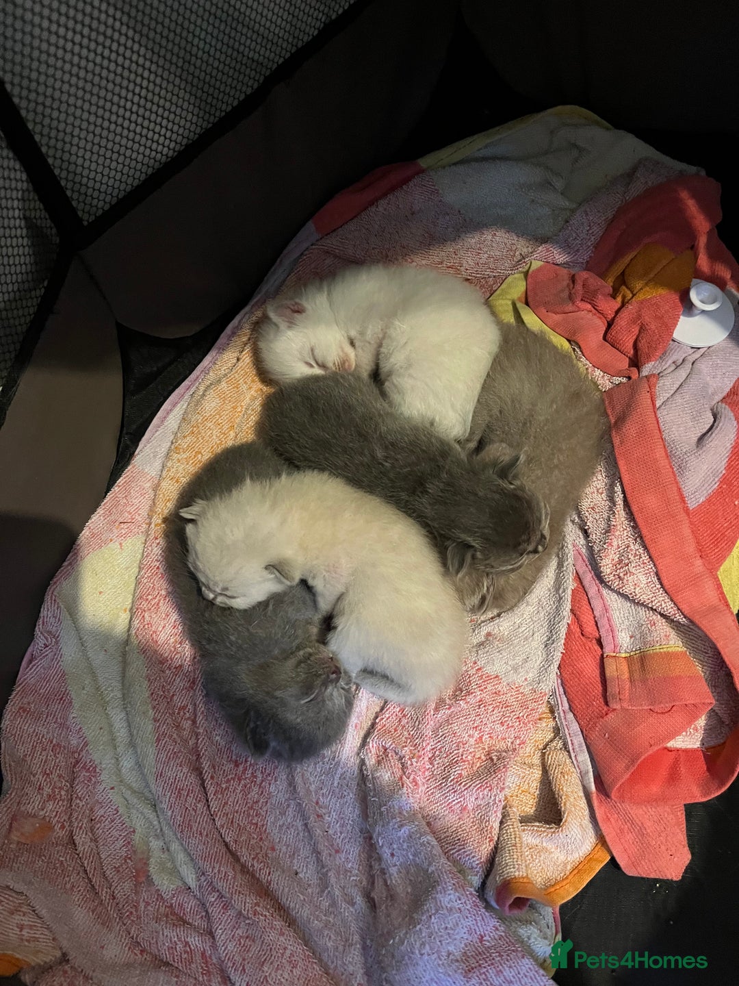 Mixed Breed cats for sale: Beautiful Ragdoll x BSH kittens for sale! - Image 28