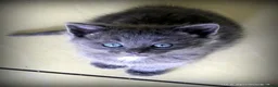 Mixed Breed cats for sale: Gorgeous Rag Doll/Maine Coon/Russian Blue X - Advert 28