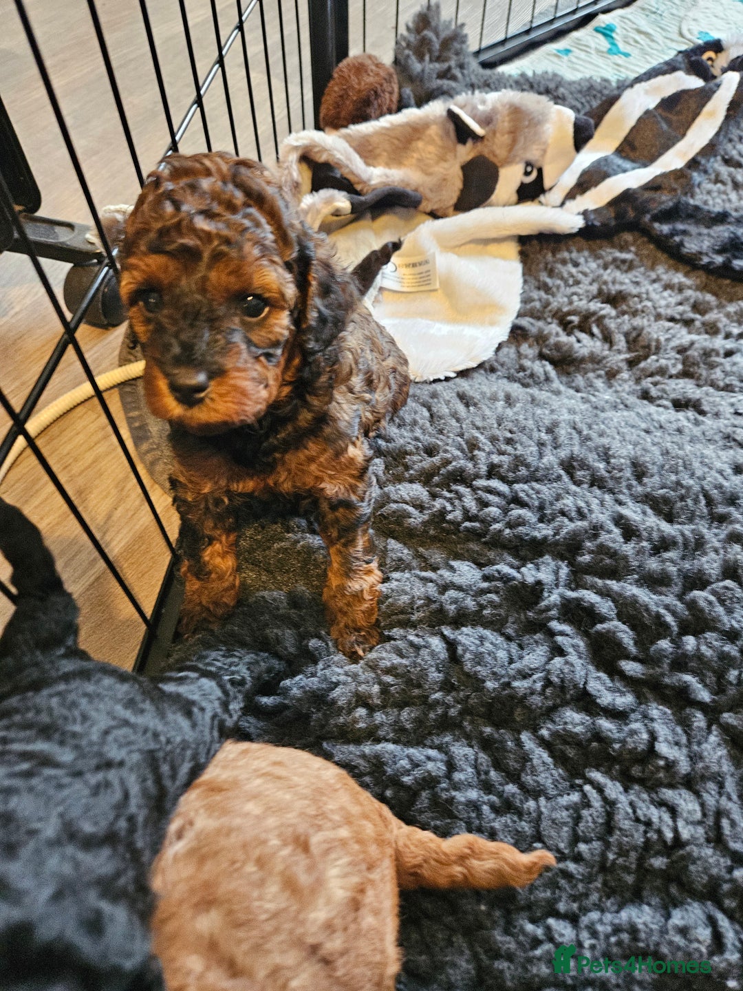 Miniature Poodle dogs for sale: Beautiful Health Tested Poodles - Advert 27