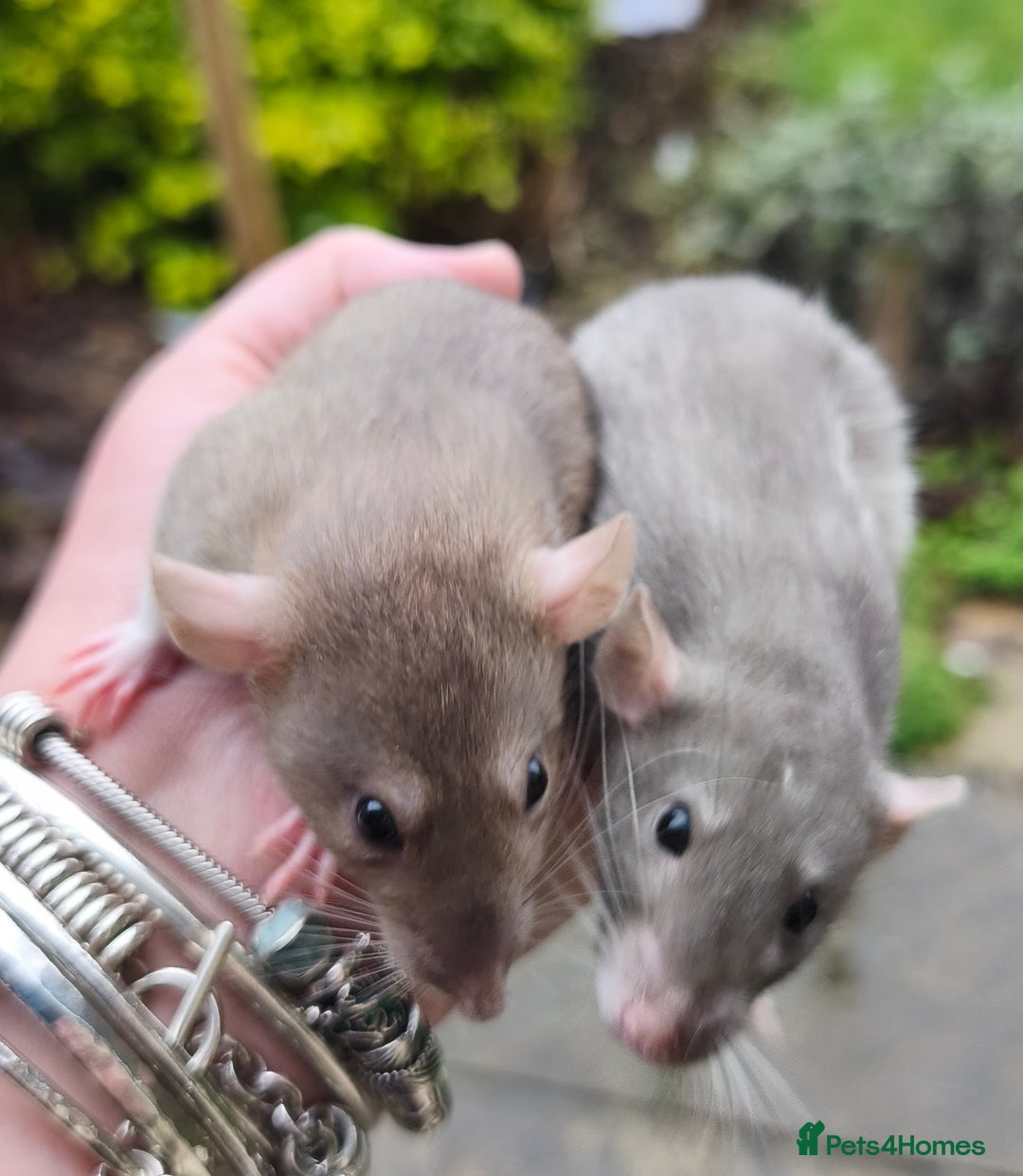 Rat rodents for sale: Female Dumbo rats black, blue, mink cinnamon  - Advert 5