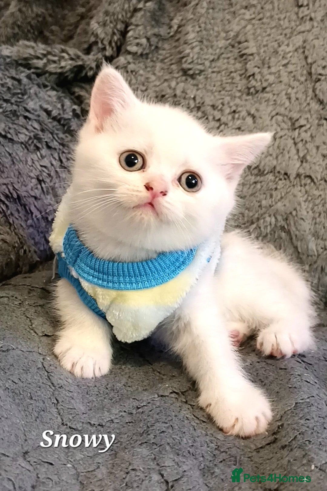 British Shorthair cats for sale: GCCF Snowflake BSH - Advert 21