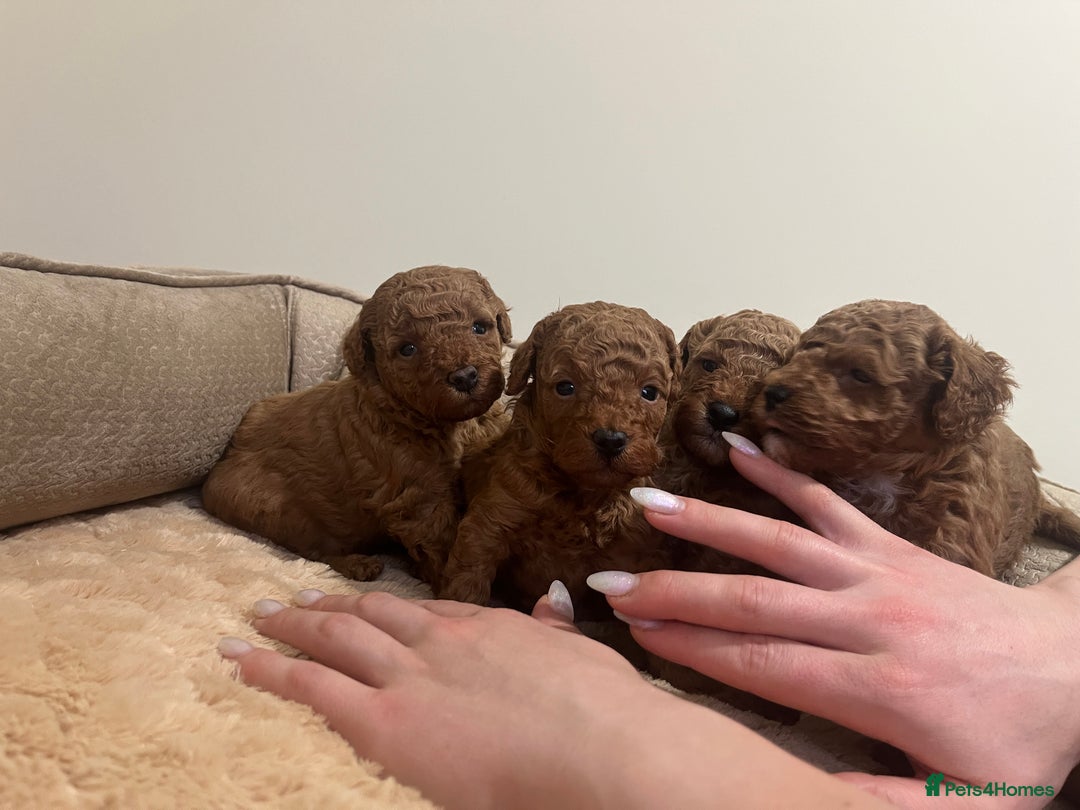 Toy Poodle dogs for sale: Pure toy poodle pups - Advert 3