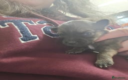 Pomchi dogs for sale: Gorgeous pomchi puppies  - Image 17