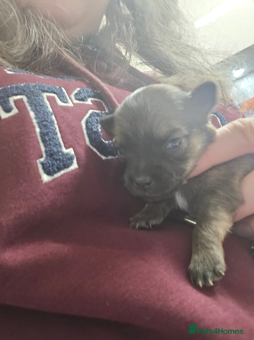 Pomchi dogs for sale: Gorgeous pomchi puppies  - Image 17