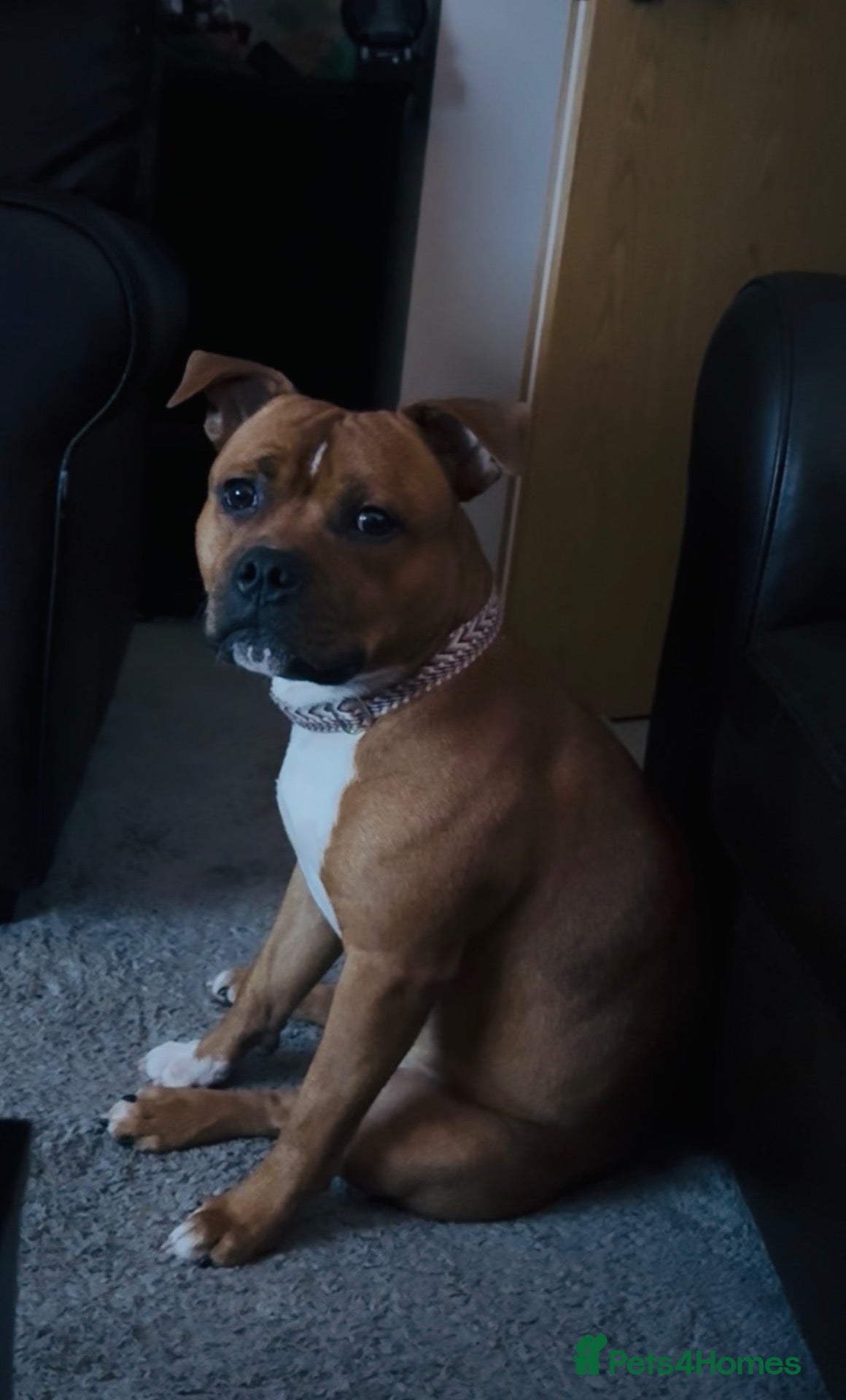 Staffordshire Bull Terrier dogs for sale: Hank. - Advert 17
