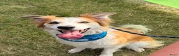 Mixed Breed dogs for sale: 5yr Collie-X Seeking Quiet Single-Pet Home - Advert 5