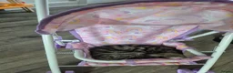 Mixed Breed cats for sale: Mixed Breed Kittens for sale - Advert 6