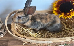 Mixed Breed rabbits for sale: Mixed breed bunnies for sale £30 each - Image 6
