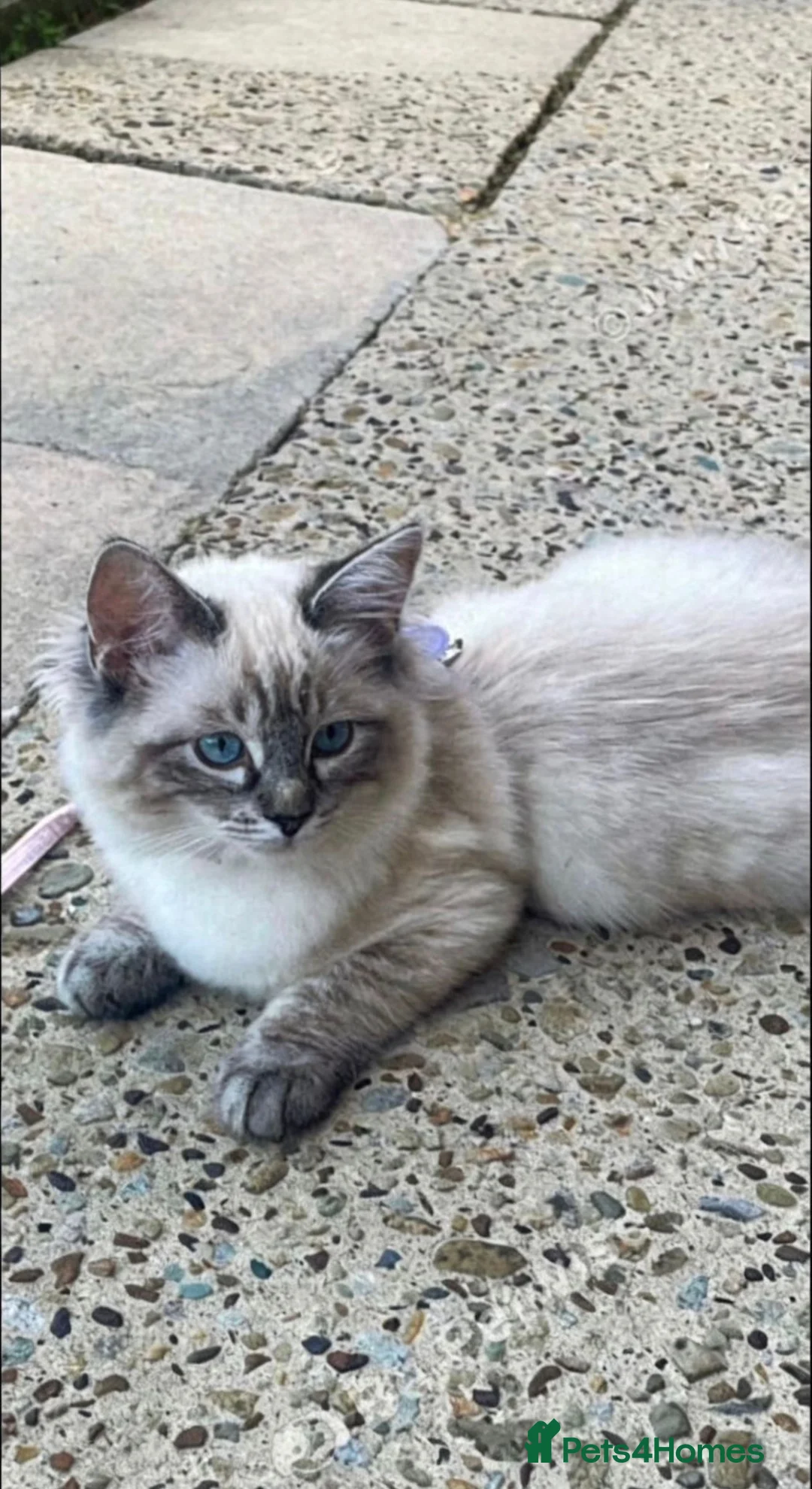 Ragdoll cats for sale: 5 month old ragdoll  - Advert 2