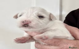 Miniature Schnauzer dogs for sale: Top Quality, health tested Mini Schnauzer pups - Image 16