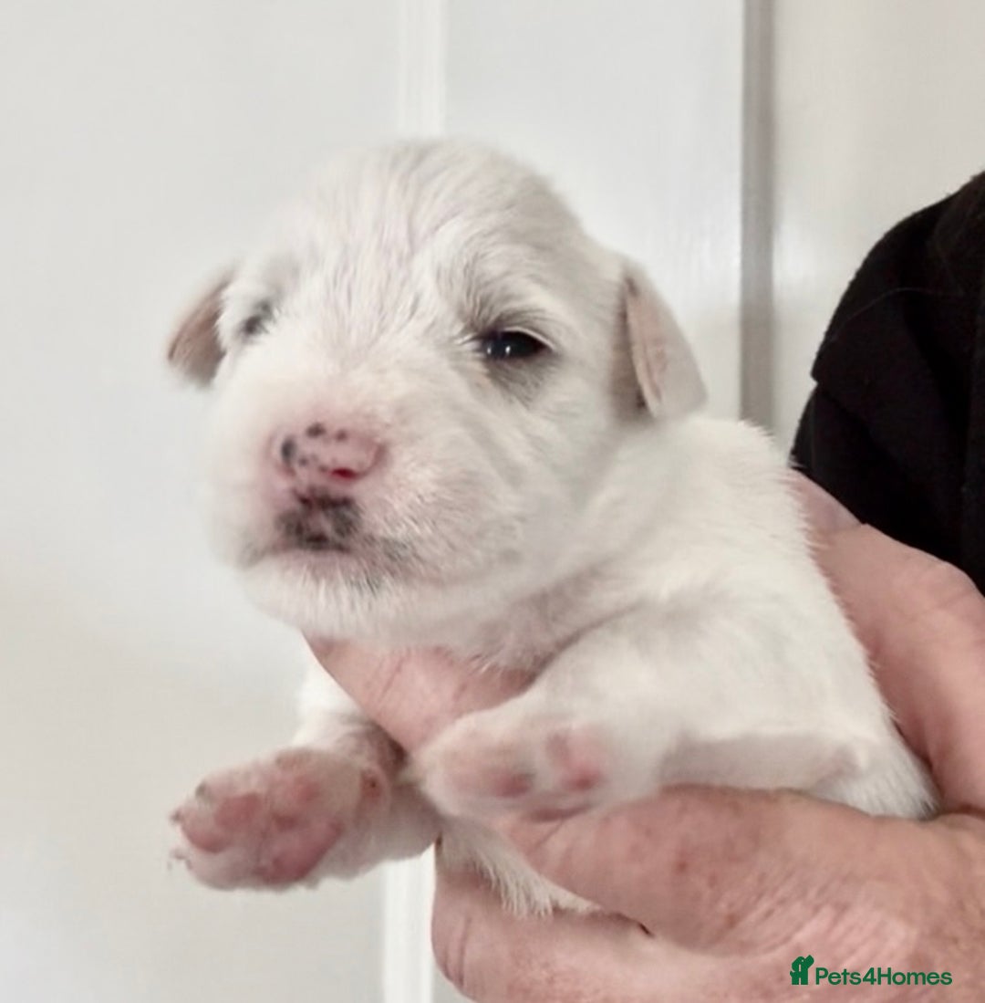 Miniature Schnauzer dogs for sale: Top Quality, health tested Mini Schnauzer pups - Image 16