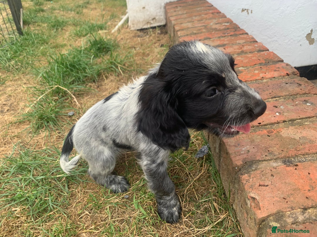 Cocker Spaniel dogs for sale: Work cocker spaniel pups for sale  - Image 4