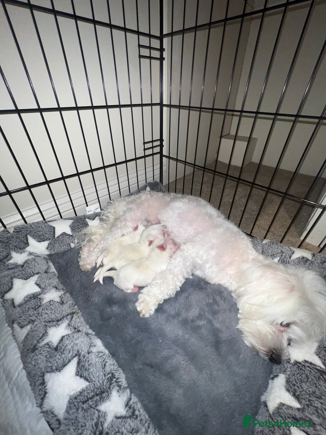 Bichon Frise dogs for sale: Bichon for sale  - Advert 6