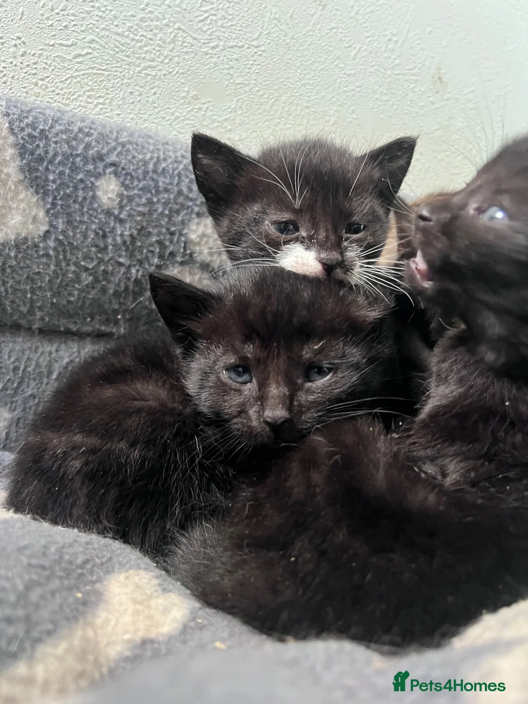 Mixed Breed cats for sale: 5 kittens looking for homes in Thirsk - Advert 2