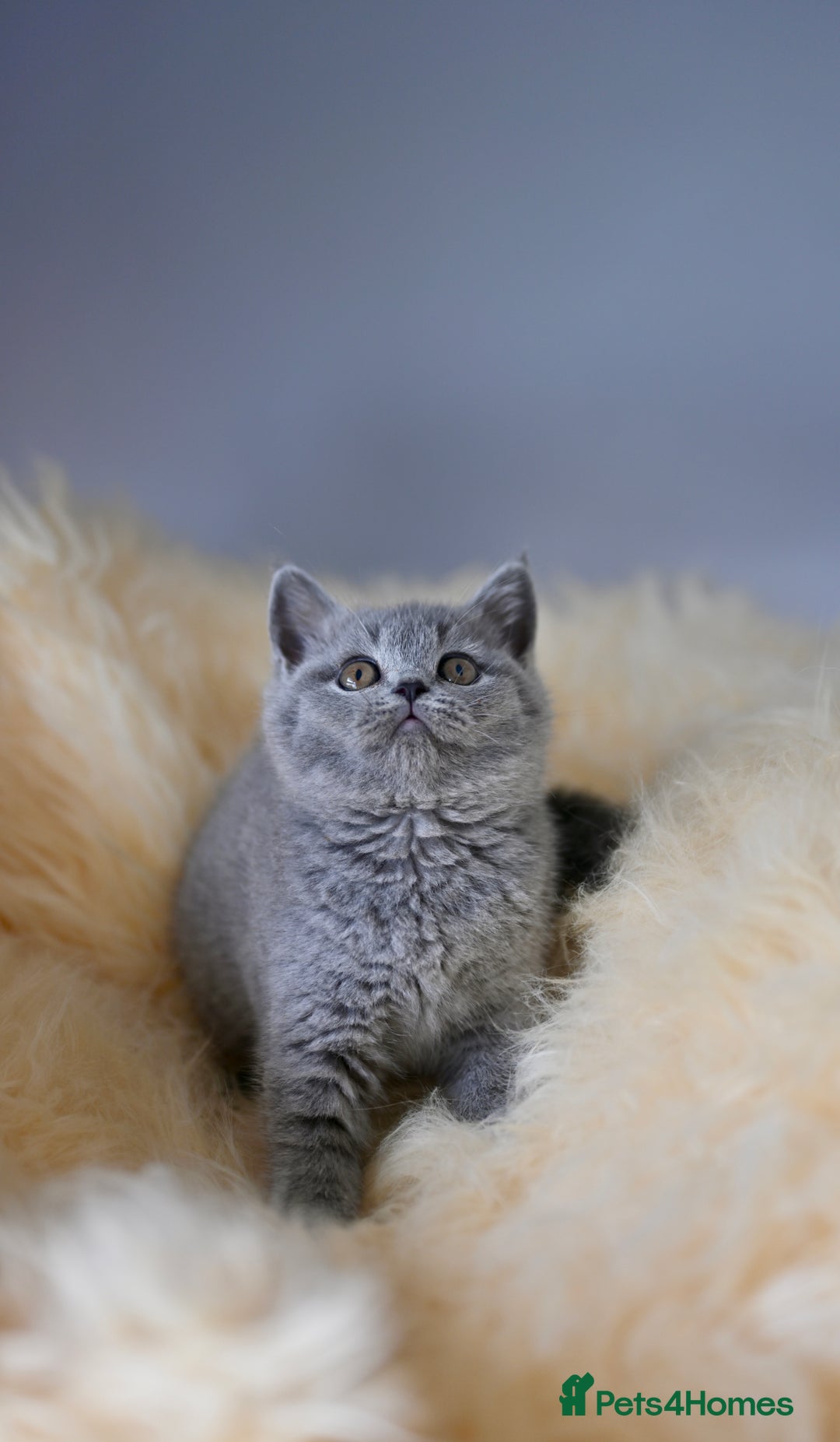 British Shorthair cats for sale: GCCF reg blue kittens  - Image 5