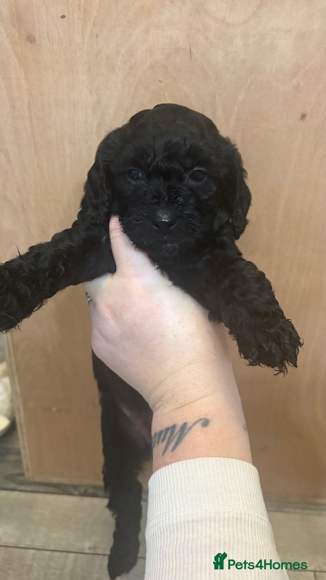 Cockapoo dogs for sale: F1b cockapoos  - Advert 6
