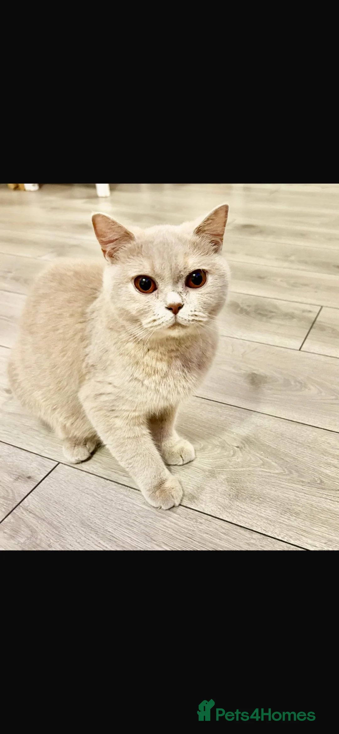 British Shorthair cats for sale: British shorthair lilac  - Advert 2