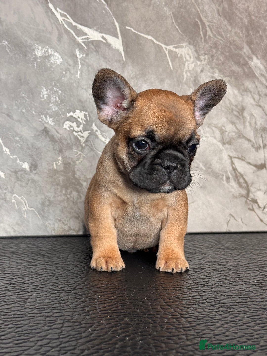 French Bulldog dogs for sale: Champion Sired last female Fawn French bulldog - Advert 19