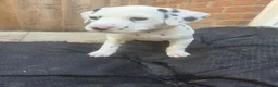 Dalmatian dogs for sale: Gorgeous pups READY NEXT WEEK! in Wakefield - Advert 4