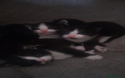 Mixed Breed cats for sale: Four beautiful black and white kittens  - Image 4