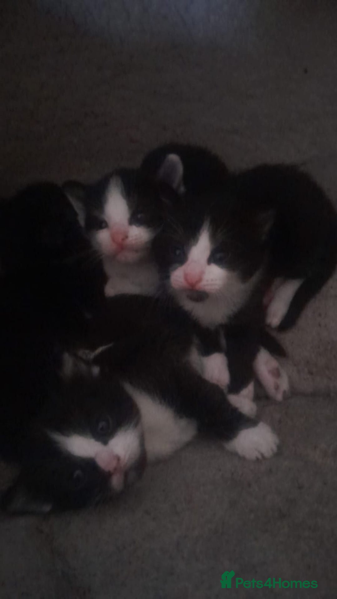 Mixed Breed cats for sale: Four beautiful black and white kittens  - Image 4