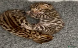 Bengal cats for sale: Exceptional show quality Brown TICA registered 🥰 - Image 13