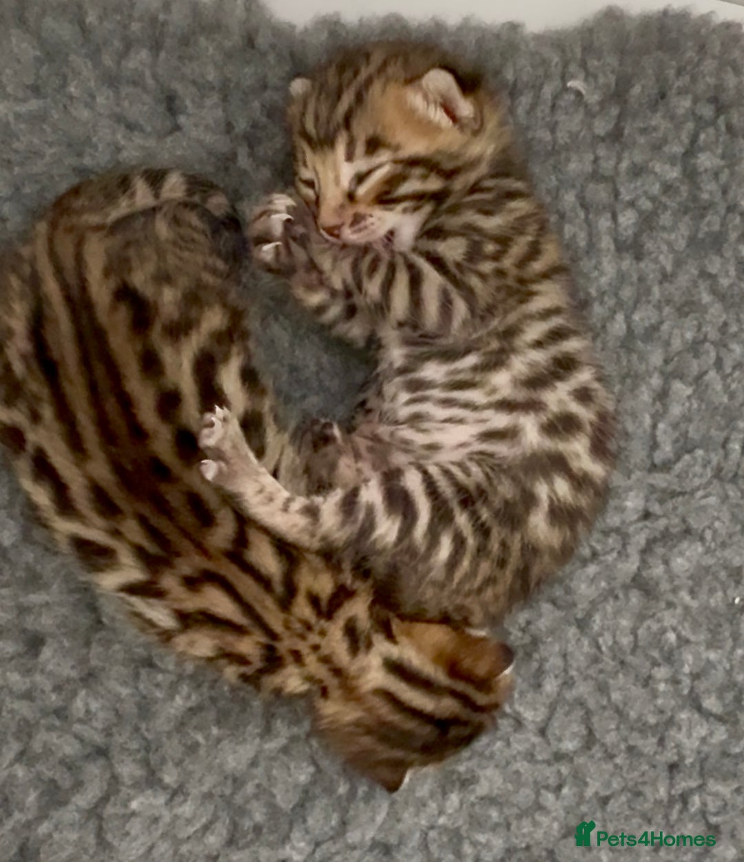 Bengal cats for sale: Exceptional show quality Brown TICA registered 🥰 - Image 13
